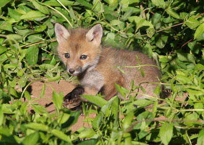 Fox Kit - Near Grider Field