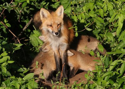 Momma Fox