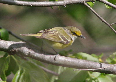 White-eyed Vireo