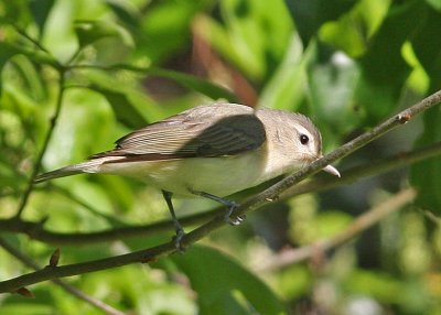 Warbling Vireo