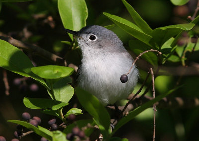 Blue-gray Gnatcatcher