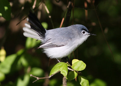 Blue-gray Gnatcatcher