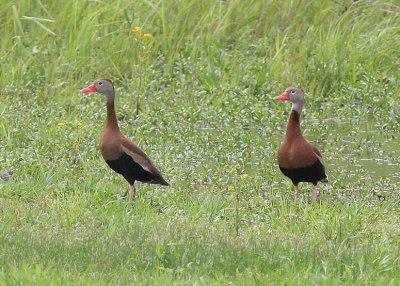 Black-bellied Whistling Duck