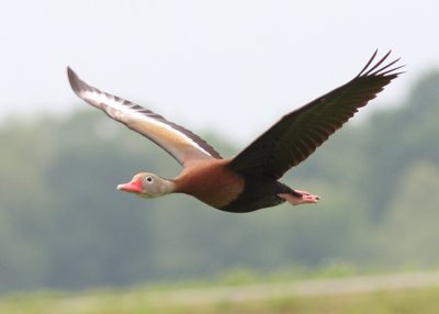 Black-bellied Whistling Duck