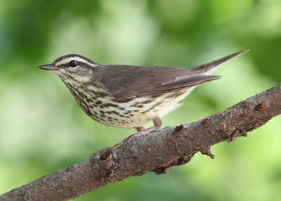 Louisiana Water Thrush