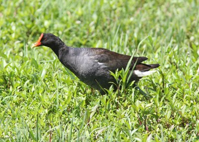 Common Moorhen