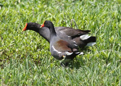 Common Moorhen