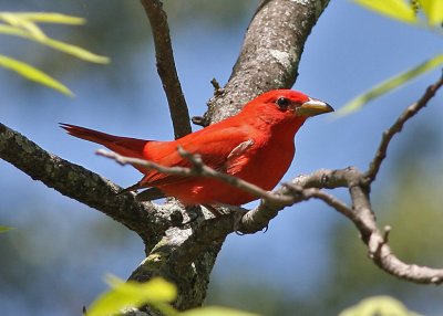 Summer Tanager