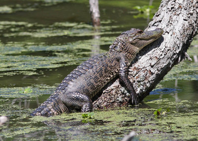 Arkansas Post Alligator