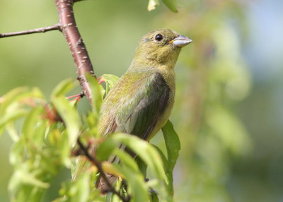 Immature Painted Bunting