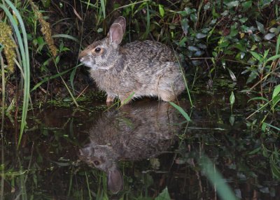 Cottontail and reflection