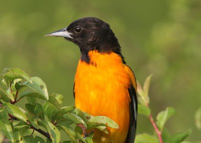 Baltimore Oriole