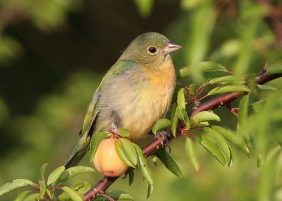 Painted Bunting Female