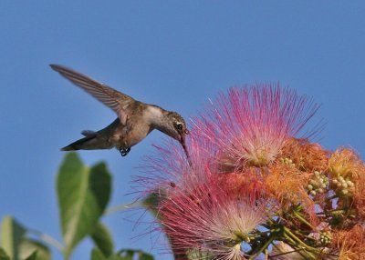 Ruby-throated Hummingbird