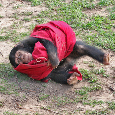 A Chimp and his blanket