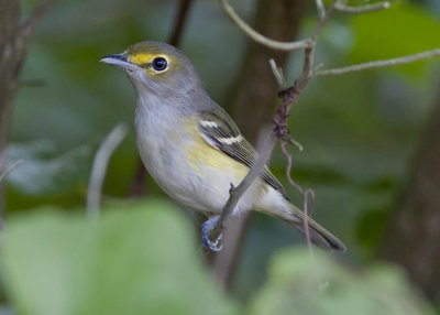 White-eyed Vireo