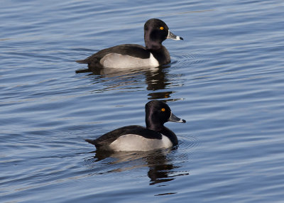 Ring-necked Duck - Magness Lake - Heber Springs, AR