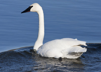 Trumpeter Swan - Magness Lake - Heber Springs, AR