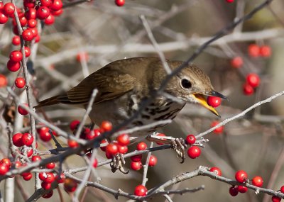 Hermit Thrush