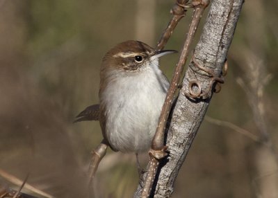 Bewick's Wren