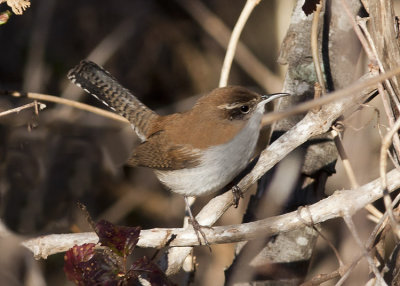 Bewick's Wren