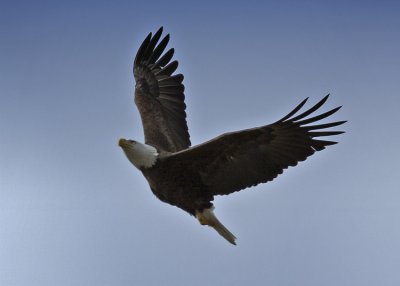 Bald Eagle  --  Cane Creek Park