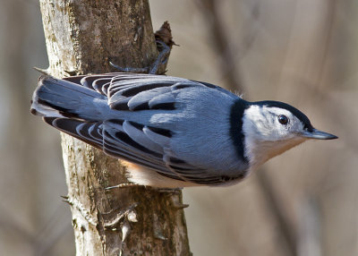 White-breasted Nuthatch