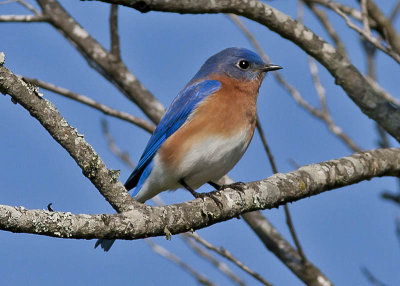 Eastern Bluebird