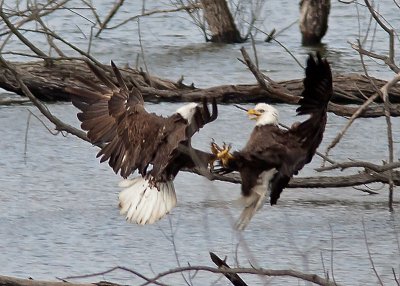 Bald Eagles - fighting over a fish