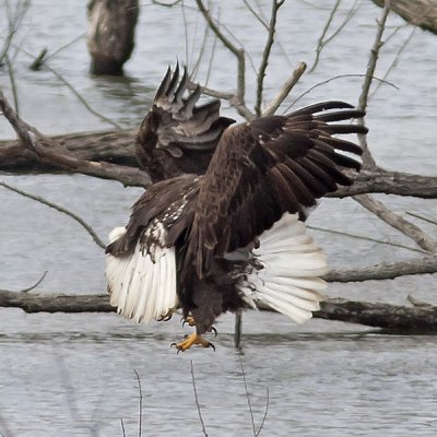 Bald Eagles - fighting over a fish