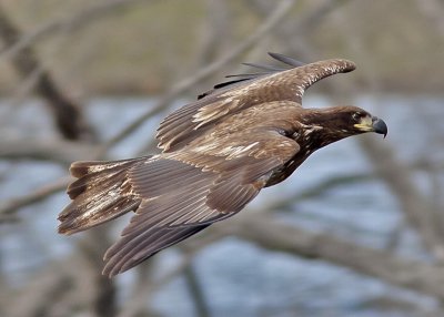 Juvenile Bald Eagle