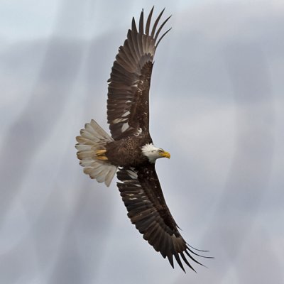 Bald Eagle