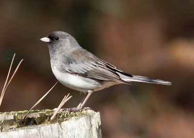 Dark-eyed Junco