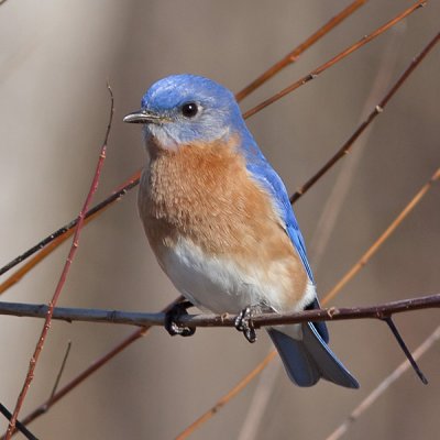 Eastern Bluebird