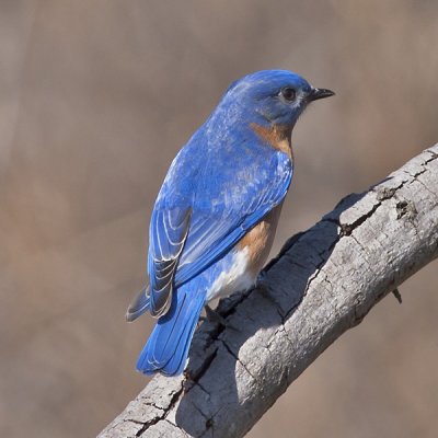 Eastern Bluebird