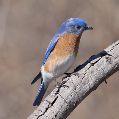 Eastern Bluebird