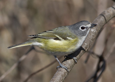 Blue-headed Vireo