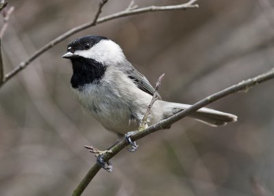 Carolina Chickadee