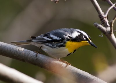 Yellow-throated Warbler