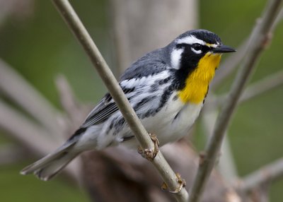 Yellow-throated Warbler