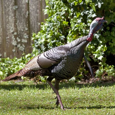 Wild Turkey  (backyard)