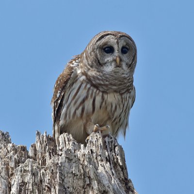 Barred Owl