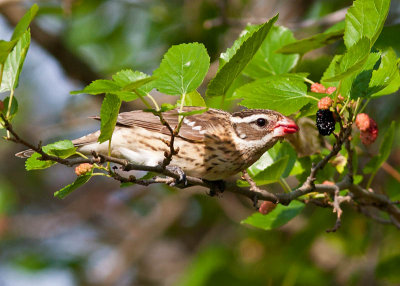 Rose-breasted Grosbreak - female