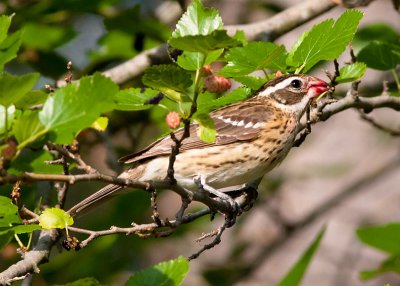 Rose-breasted Grosbreak - female