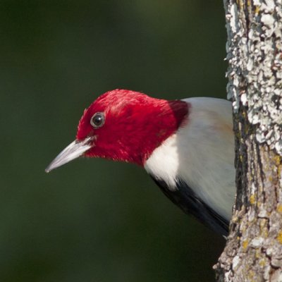 Red-headed Woodpecker