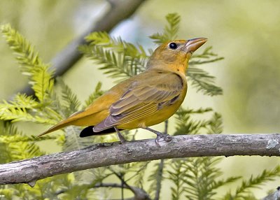 Summer Tanager  -  Female