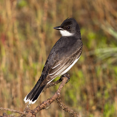 Eastern Kingbird