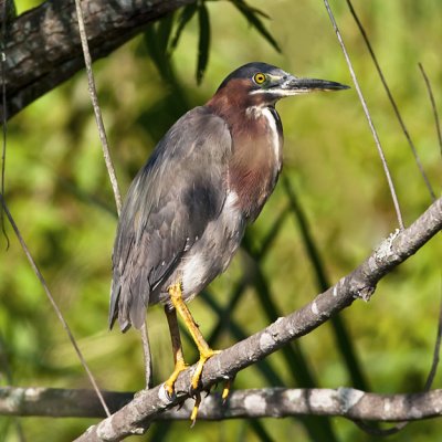 Green Heron