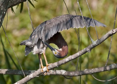 Green Heron