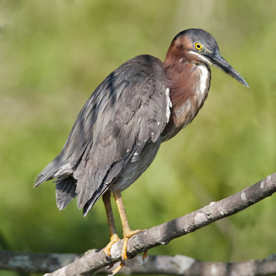 Green Heron